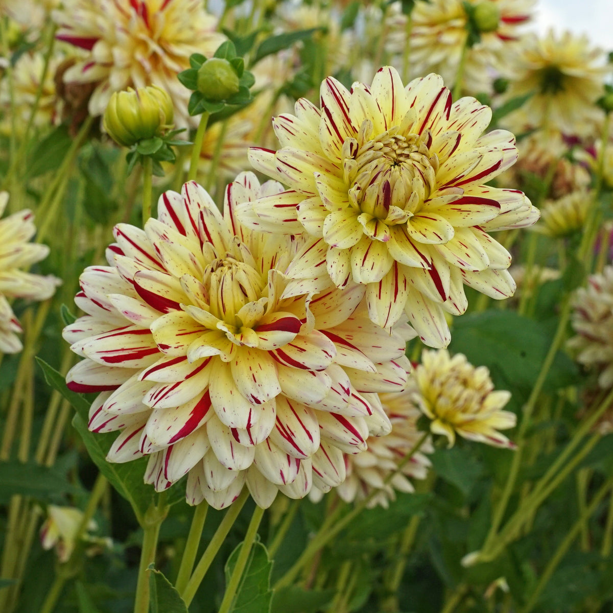 Dahlia Creme Silence