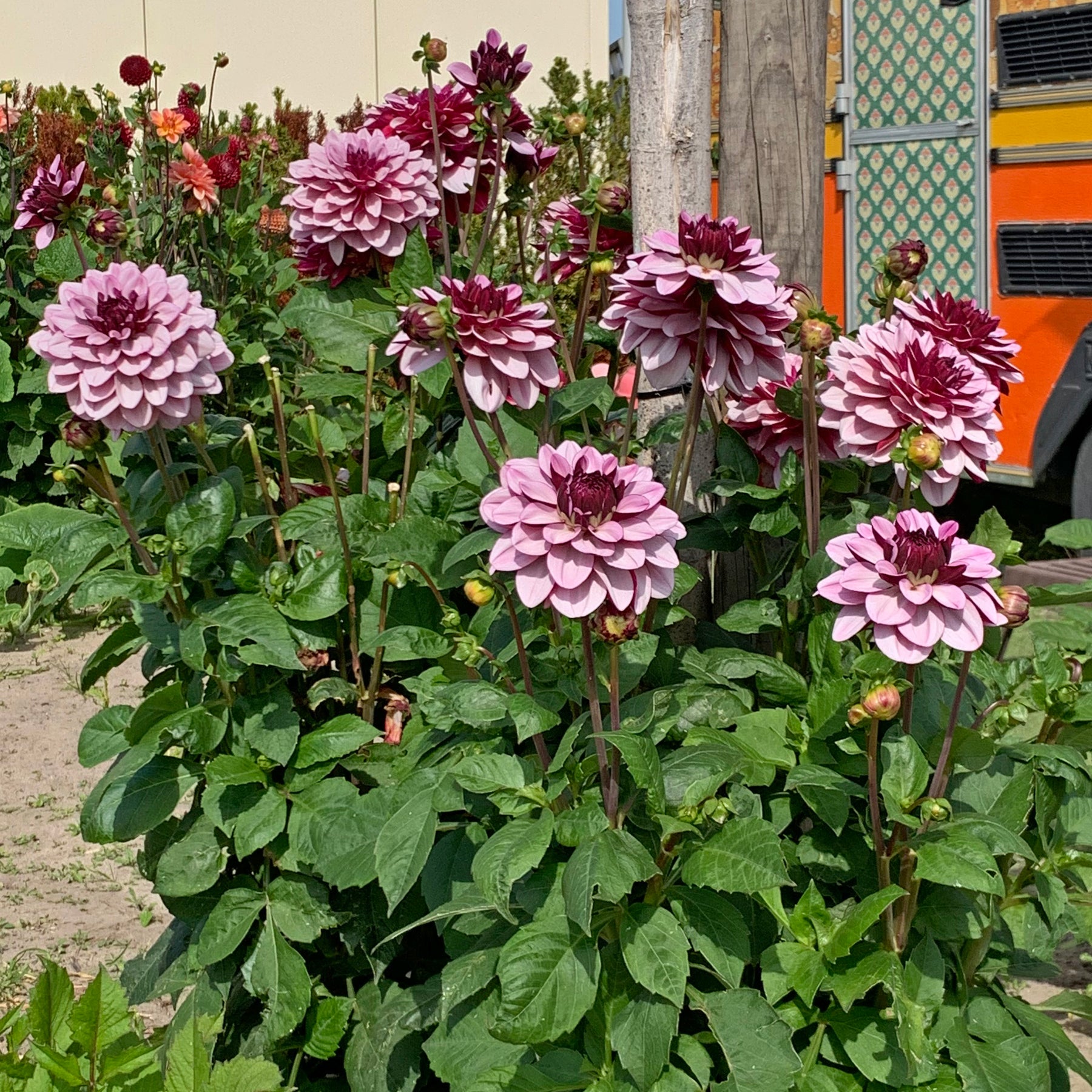 Dahlia Crême de Cassis