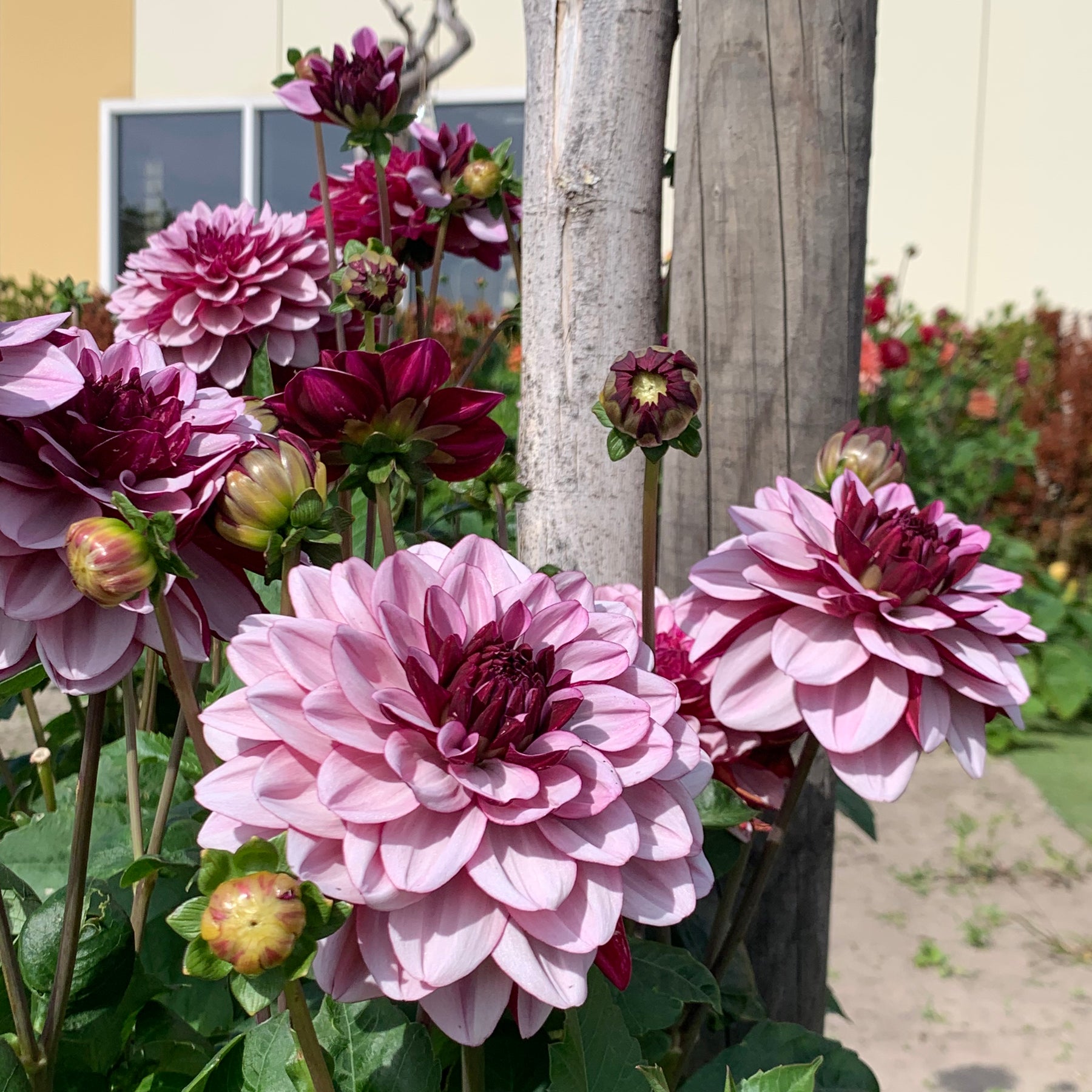 Dahlia Crême de Cassis