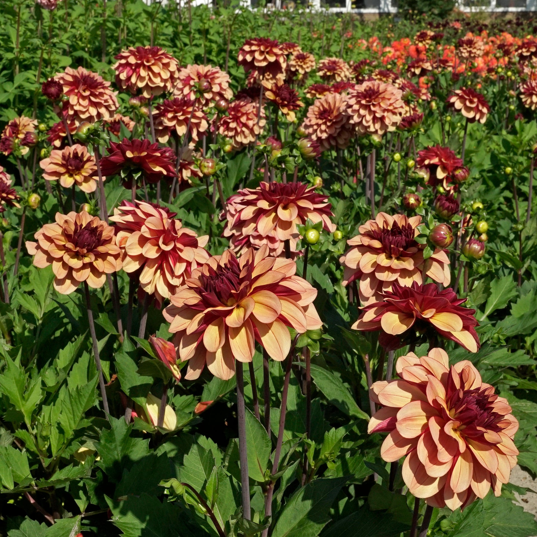 Dahlia Creme de Cognac