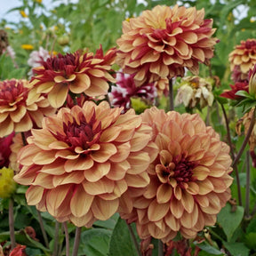 Dahlia Creme de Cognac