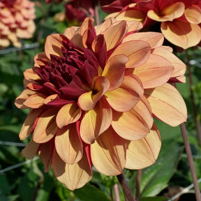 Dahlia Creme de Cognac