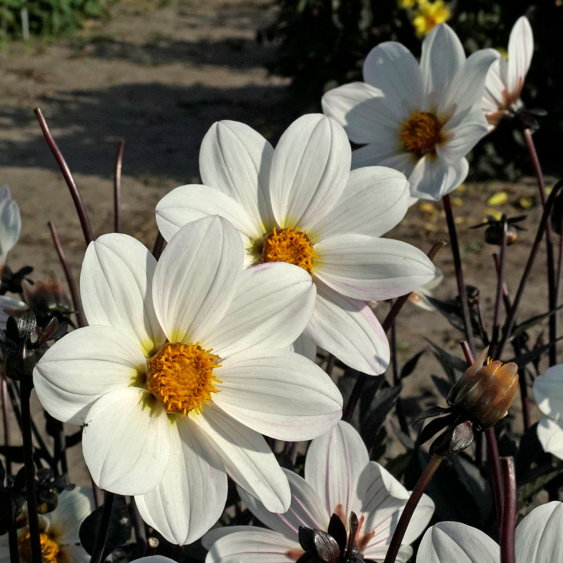 Dahlia Dahlegria White