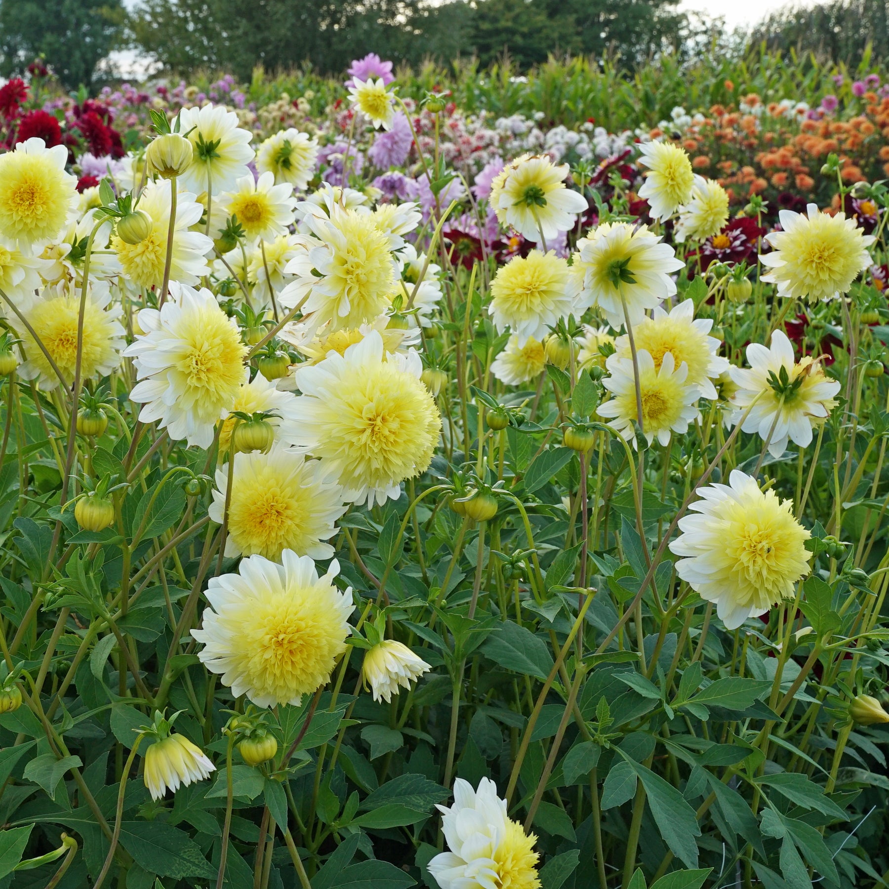 Dahlia Paso Doble