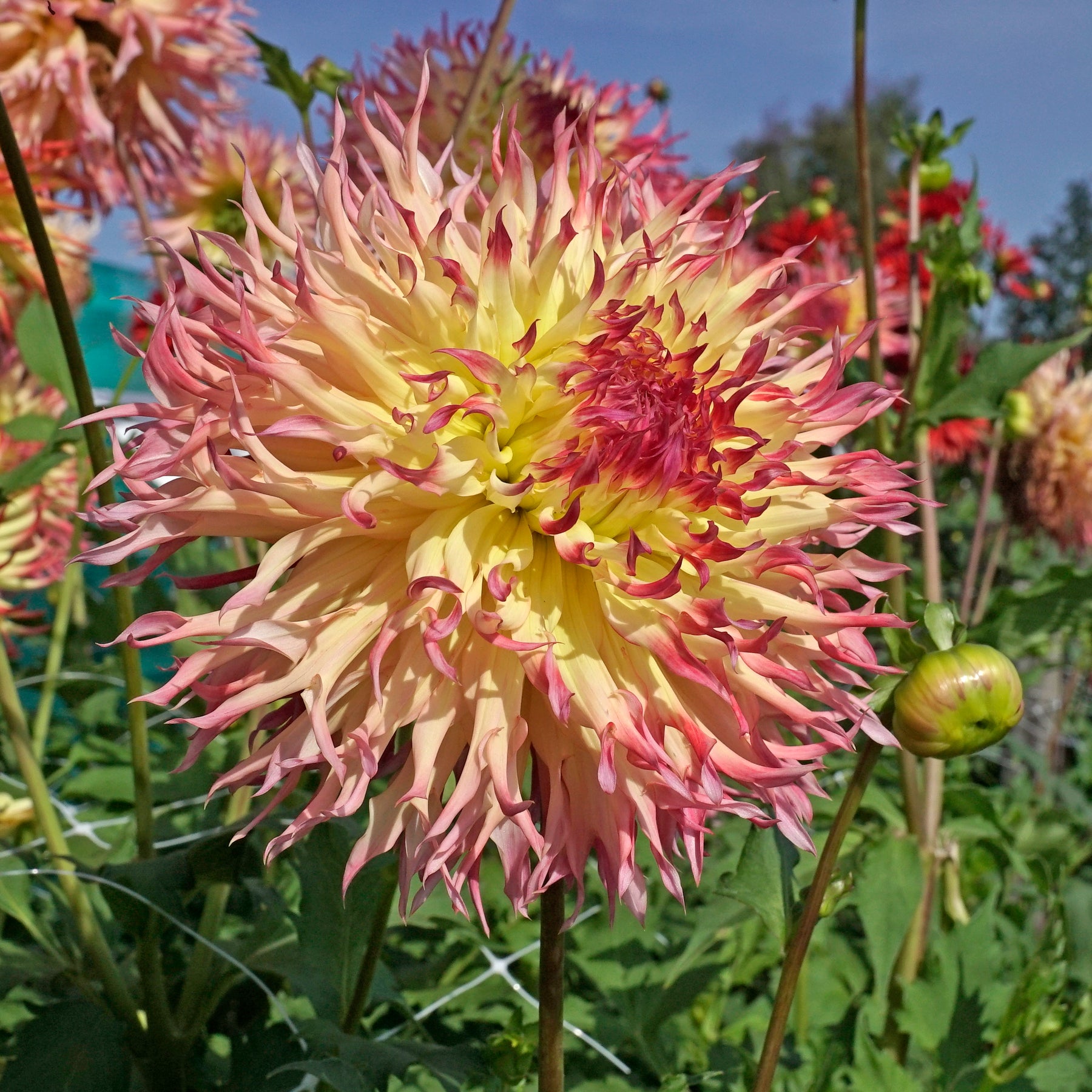 Dahlia Hapet Perfect