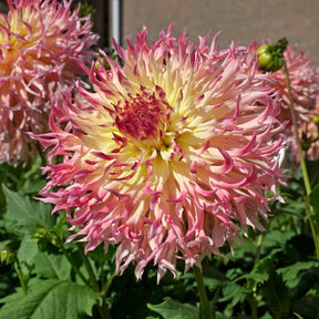 Dahlia Hapet Perfect