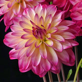 Dahlia Loe's