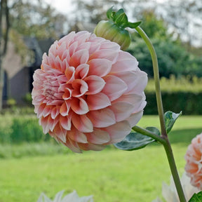 Dahlia Peaches