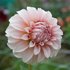 Dahlia Peaches