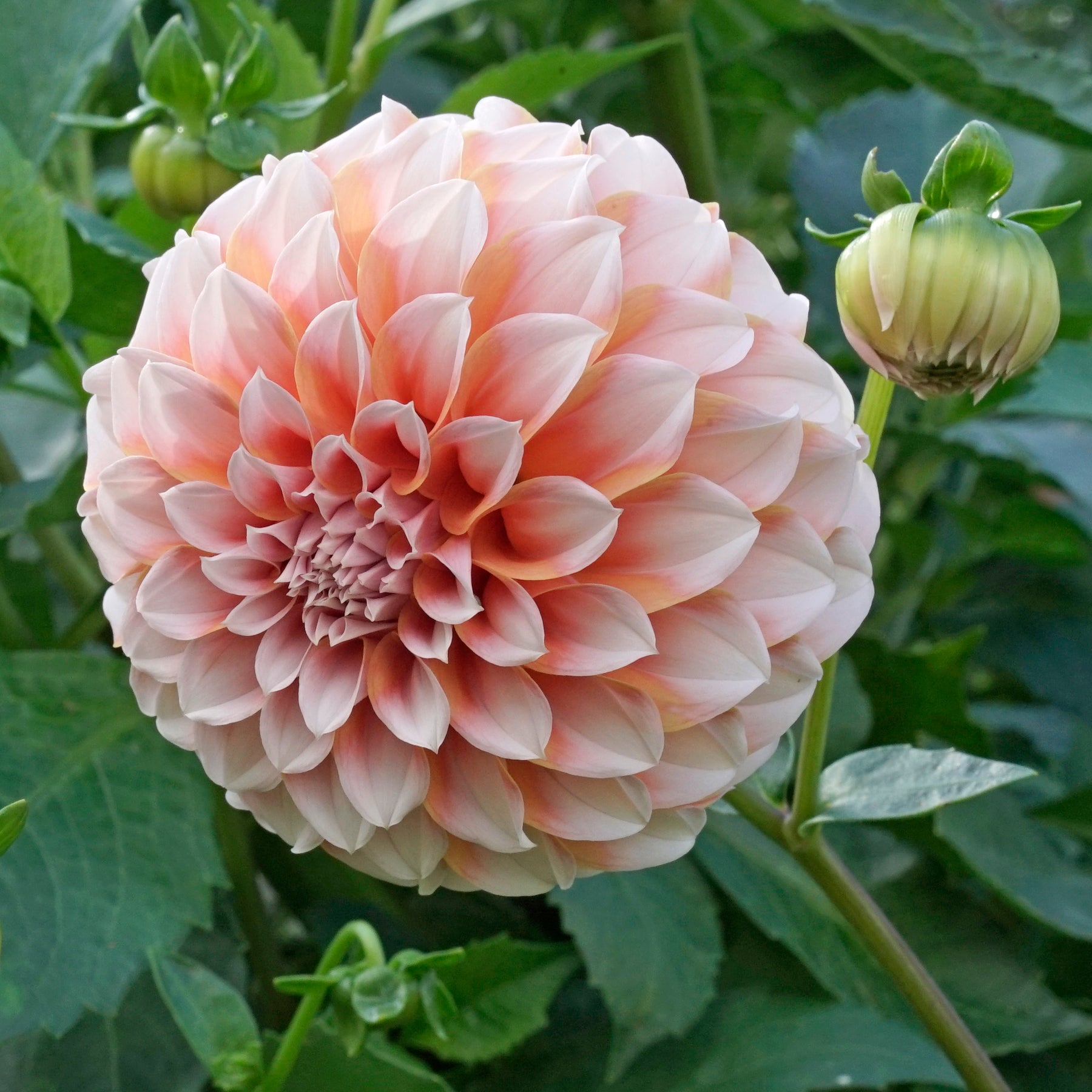 Dahlia Peaches