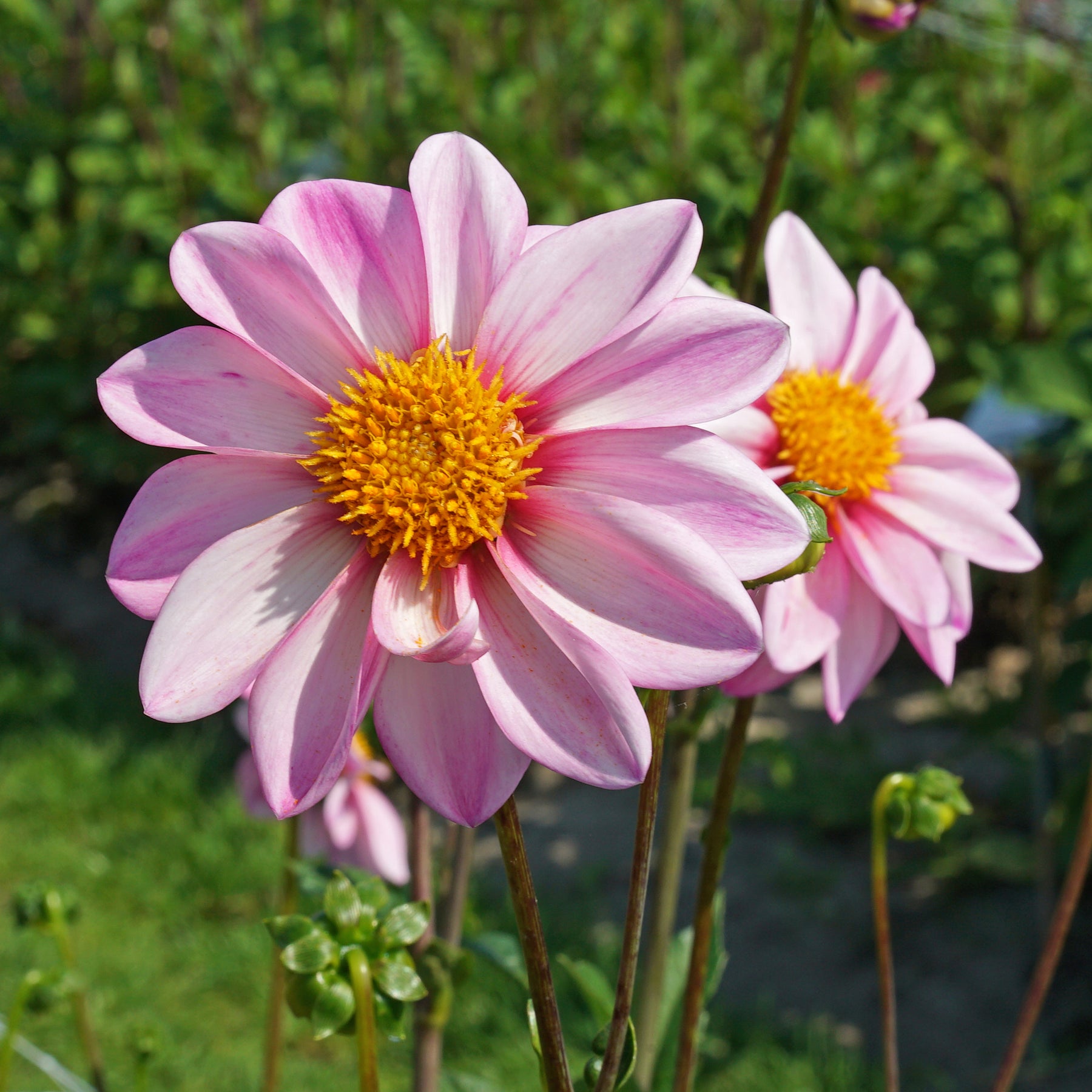 Dahlia Pink Emperor