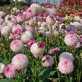 Dahlia Pink Isa