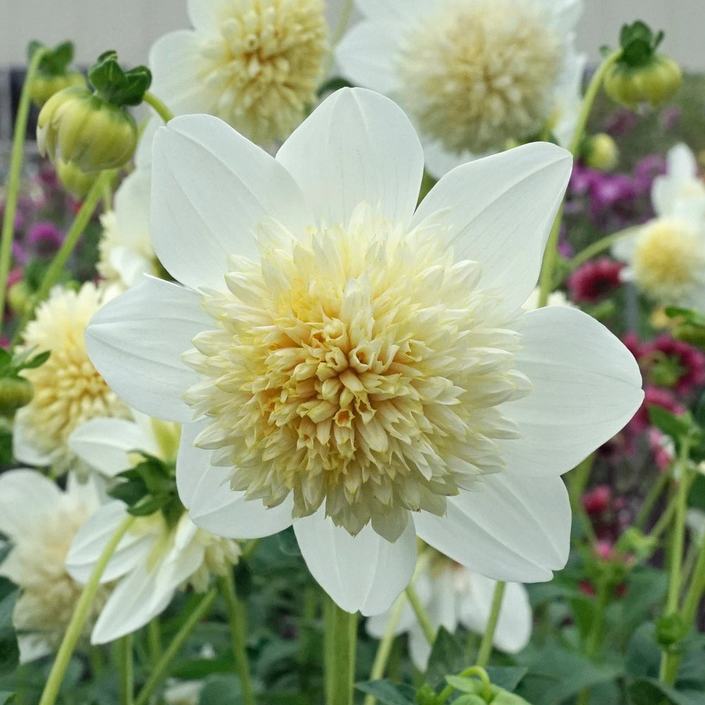 Dahlia Platinum Blonde   DahliaPlatinumBlonde1200b 1000x 