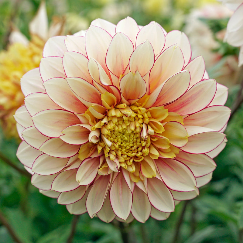 Dahlia