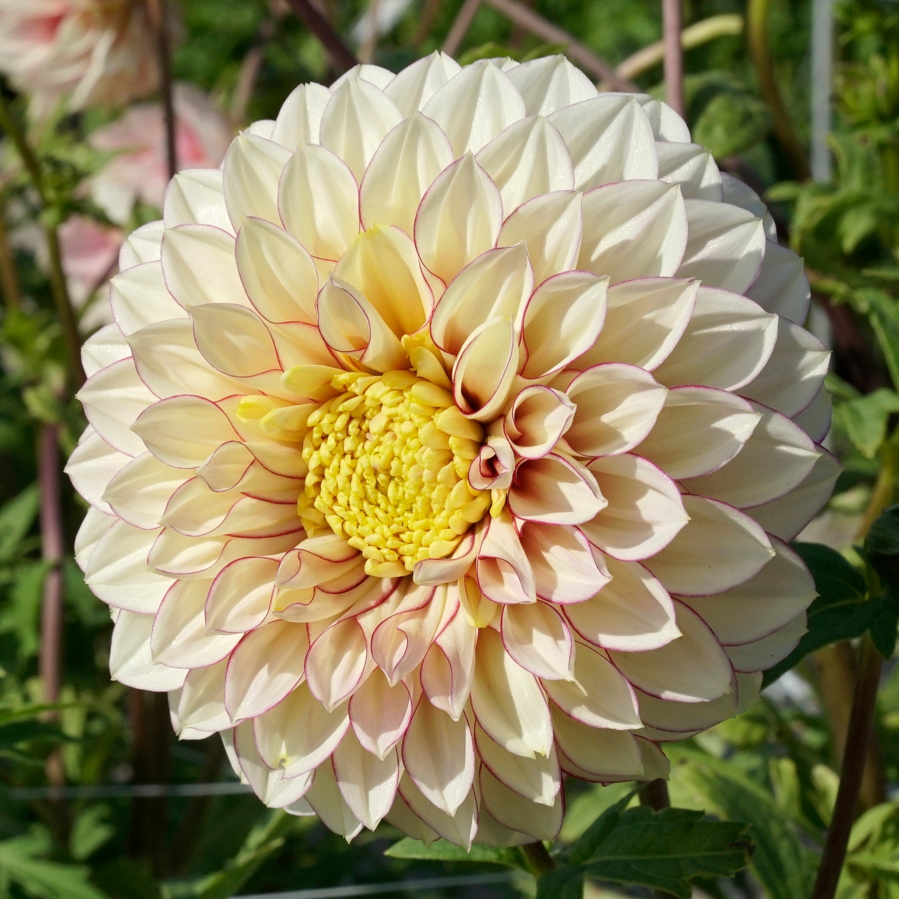 Dahlia Polka