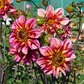 Dahlia Princess Nadine