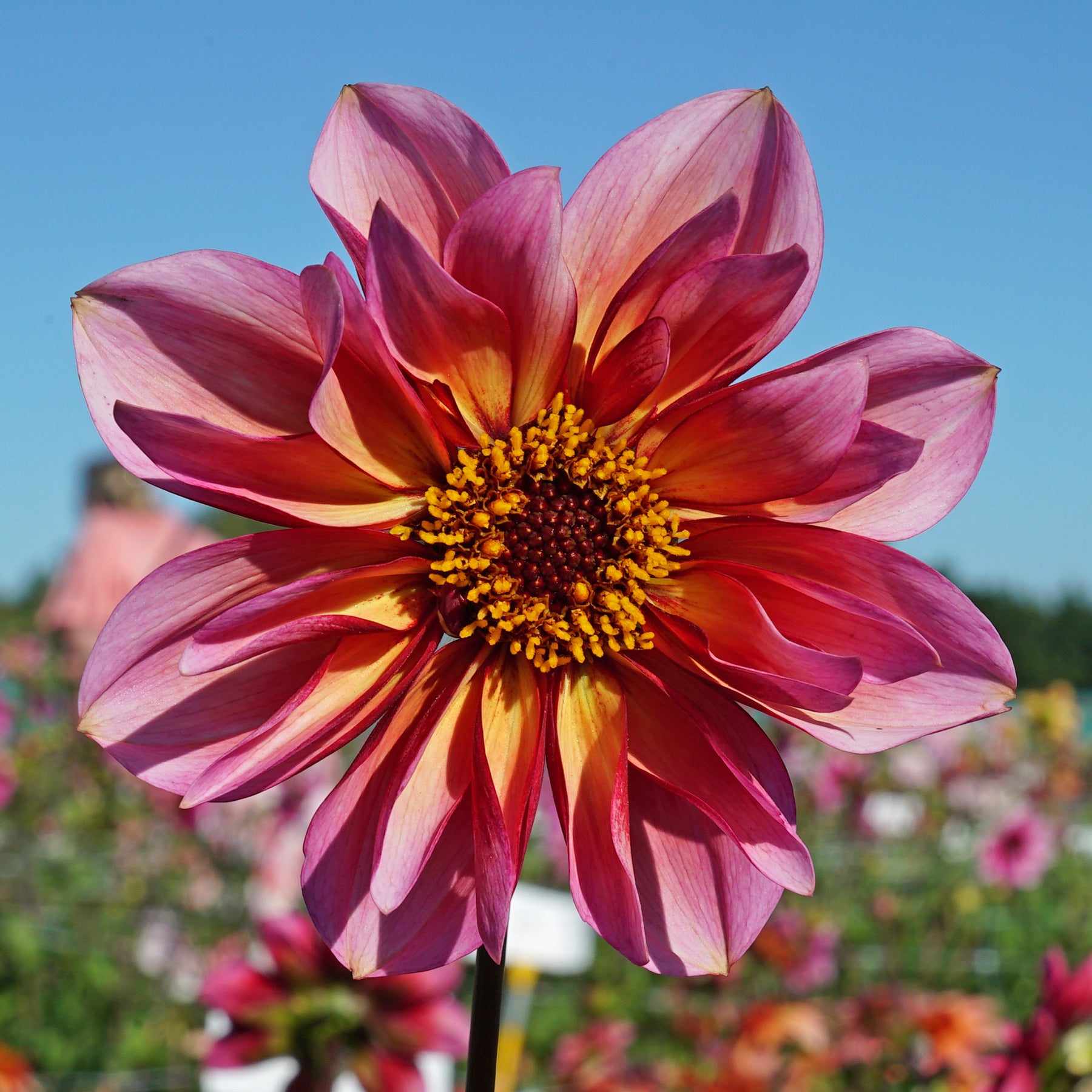 Dahlia Princess Nadine