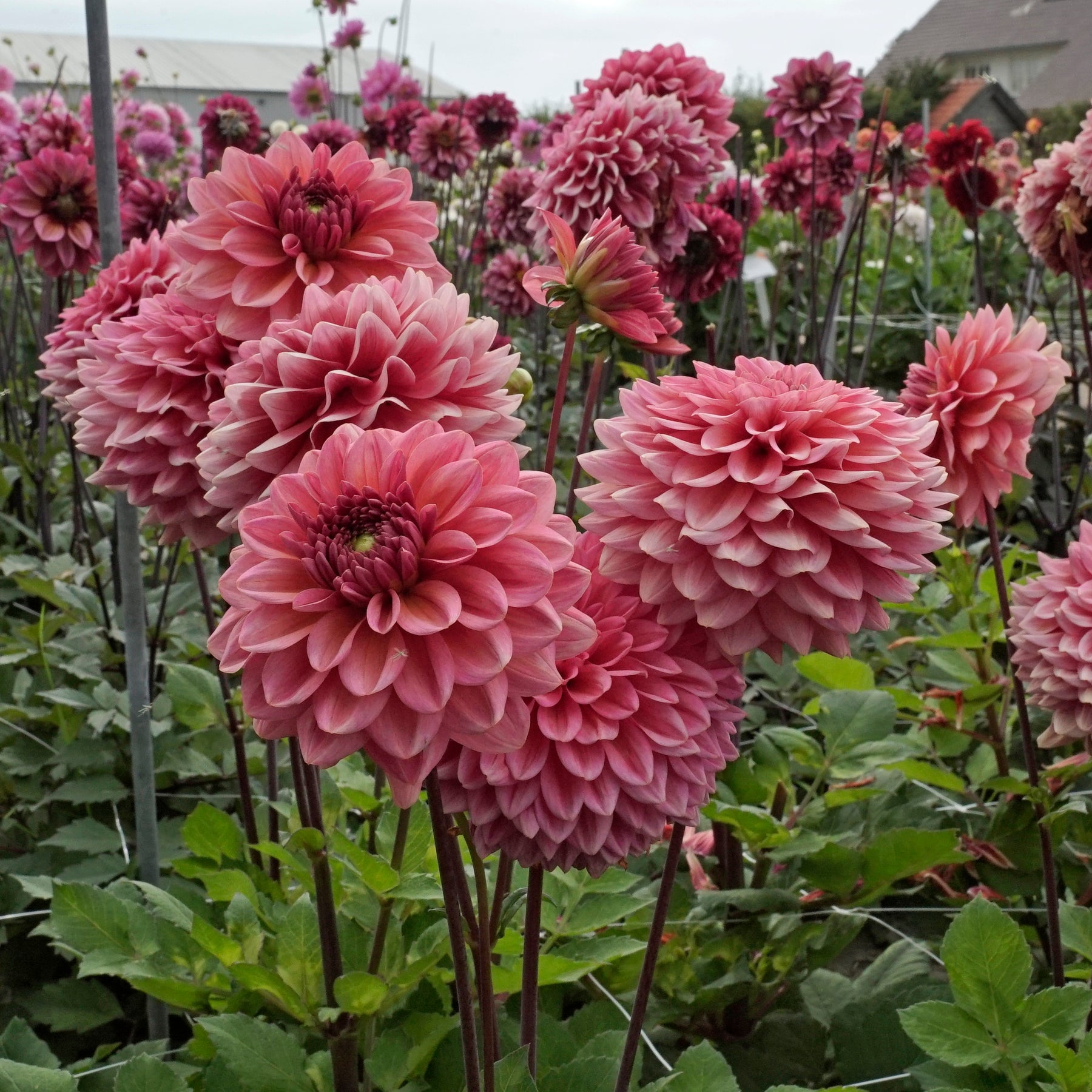 Dahlia Salmon Runner