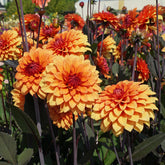 Dahlia Statue of Orange