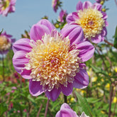 Dahlia Take Off