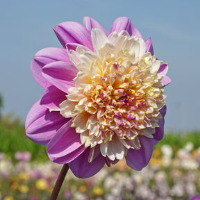 Dahlia Take Off