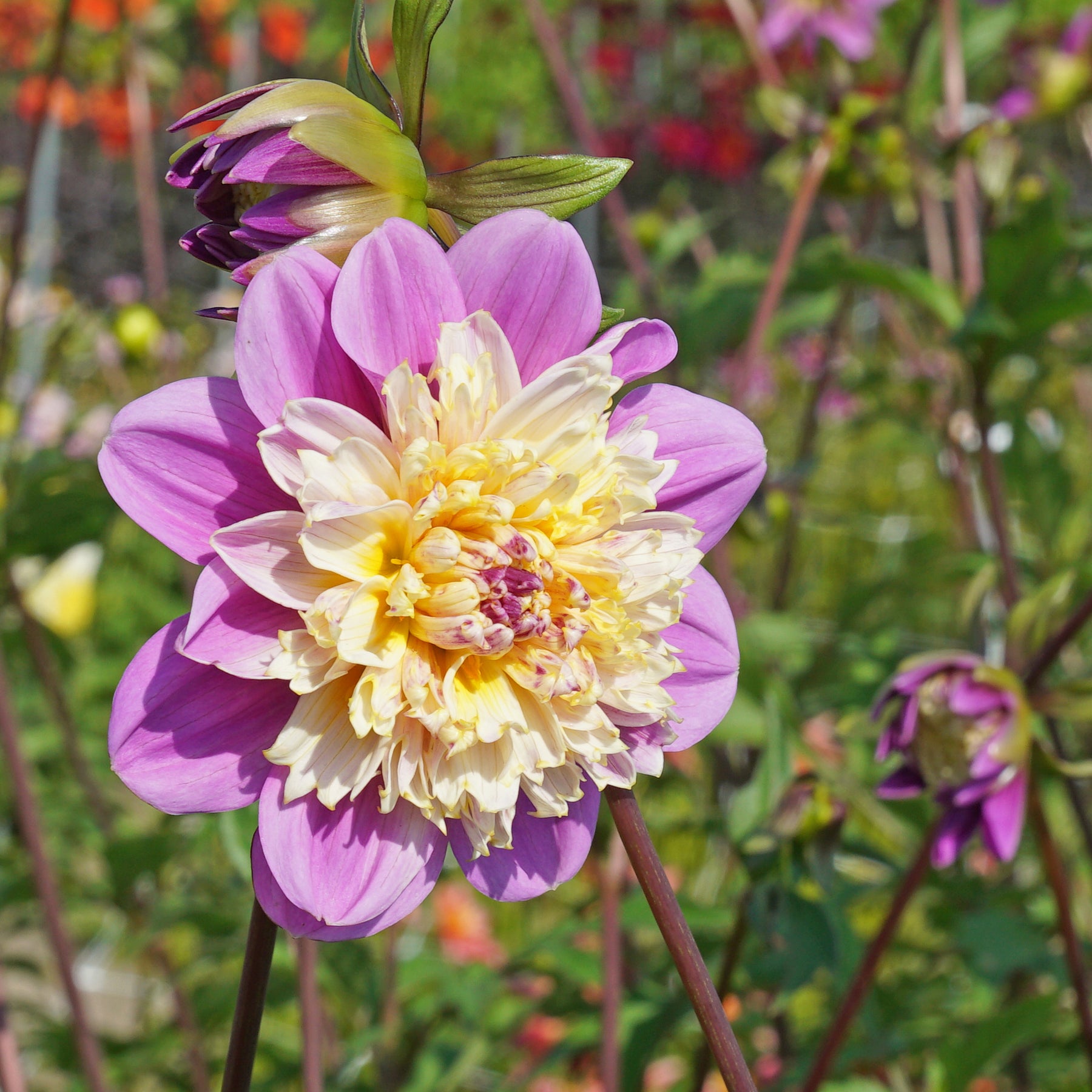 Dahlia Take Off