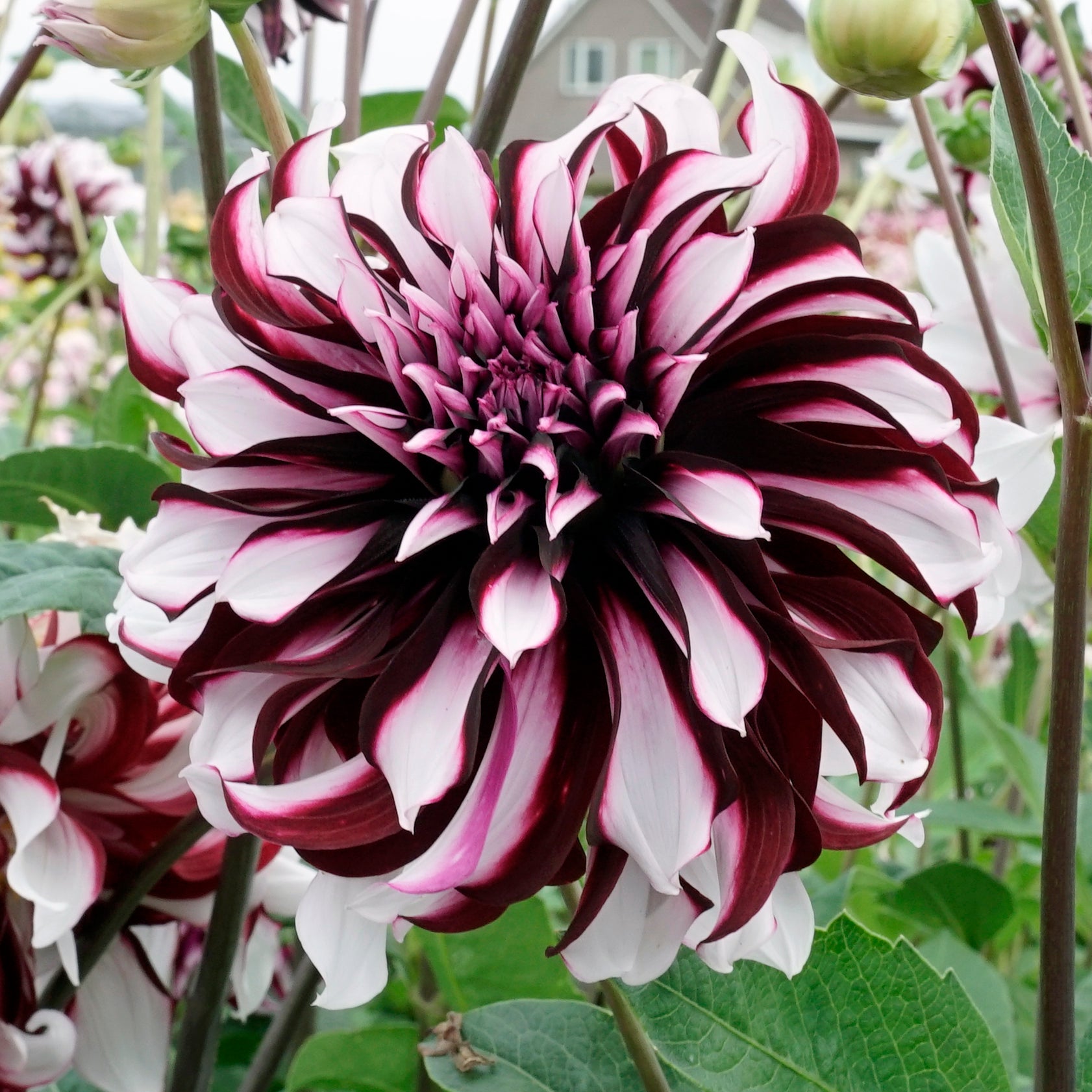 Dahlia Tartan