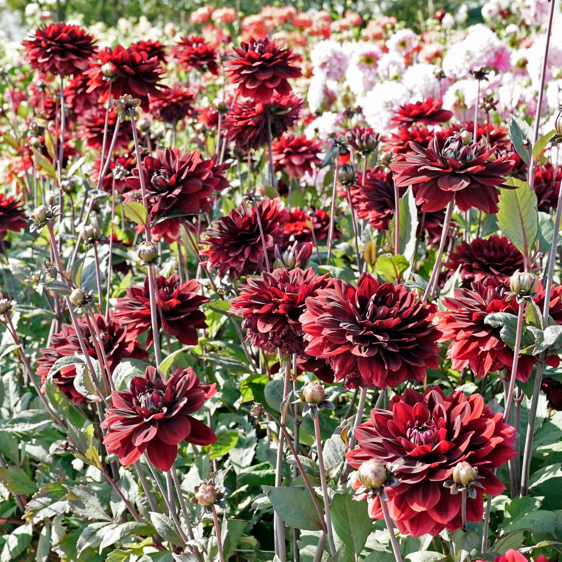 Dahlia After Dusk