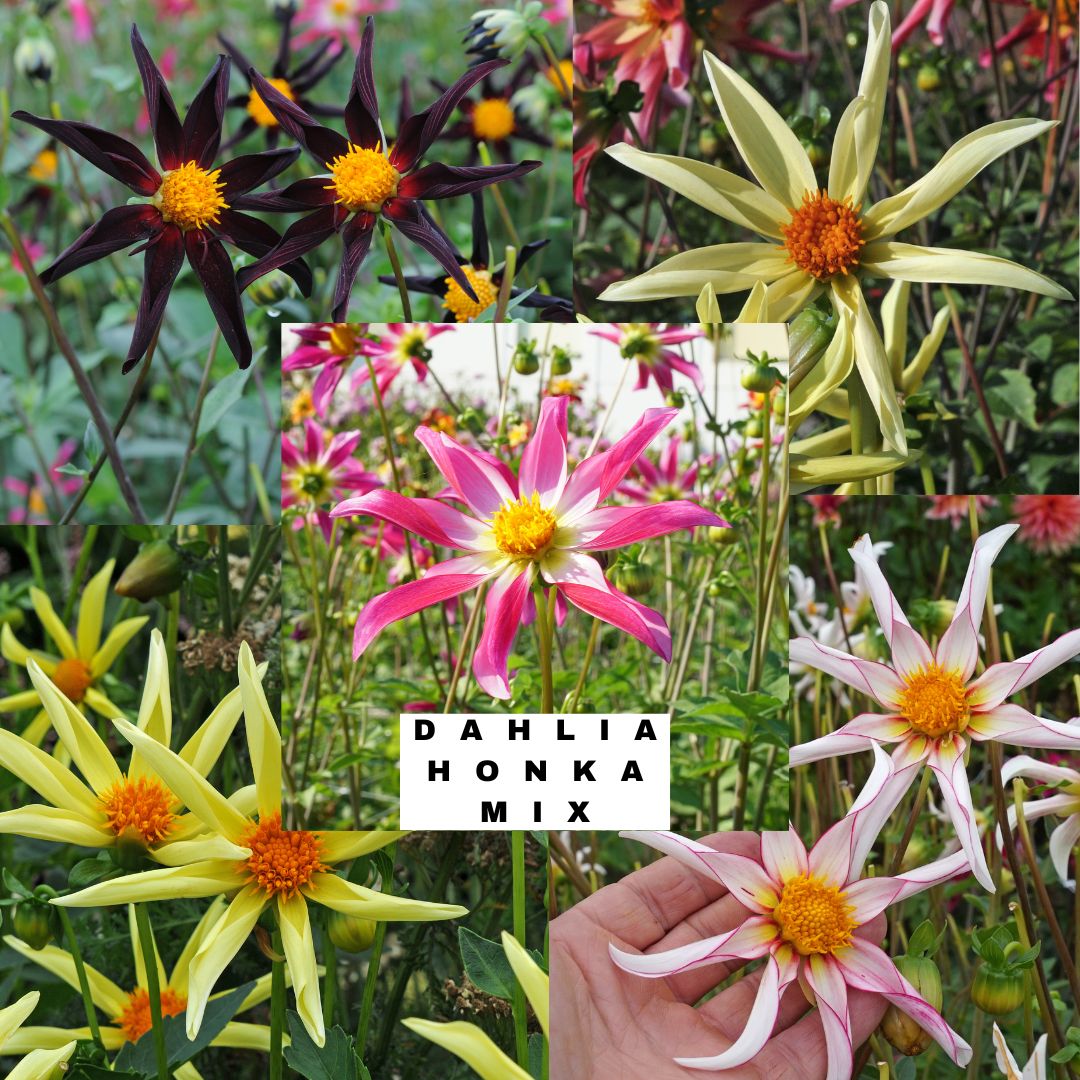 Dahlia Honka Mix