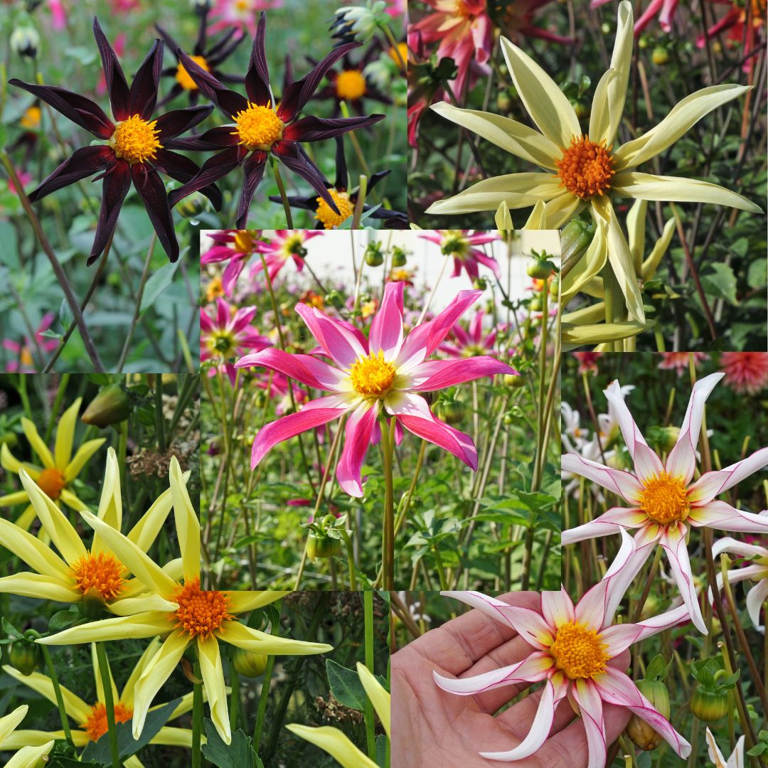 Dahlia Honka Mix