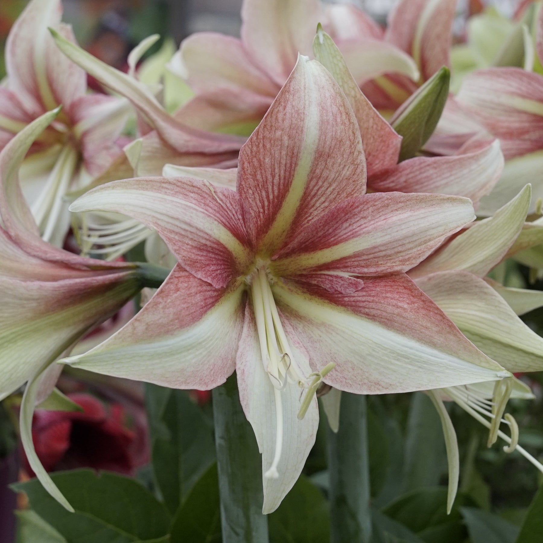 Amaryllis Dance Valley