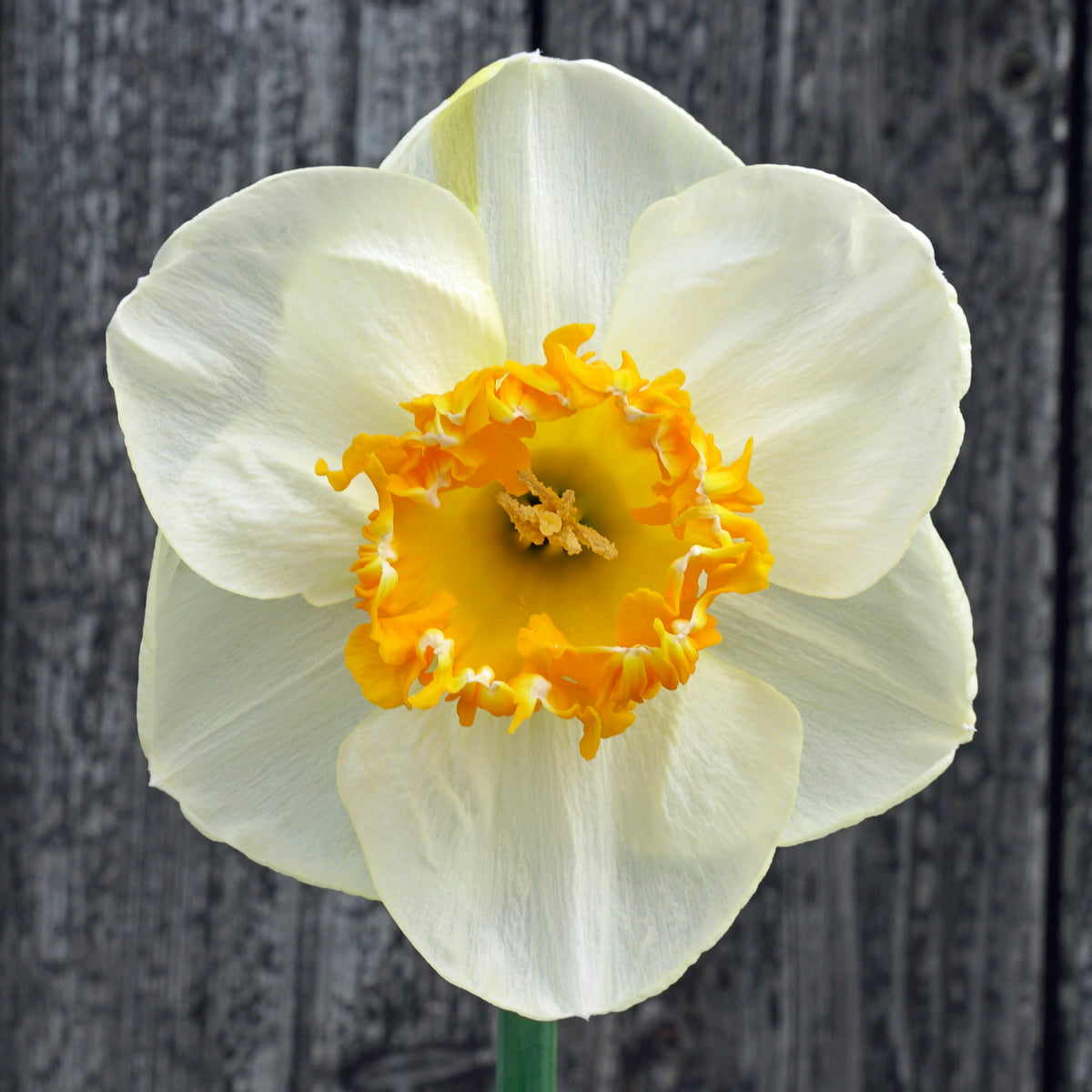 Fluwel Daffodil seedling F 129