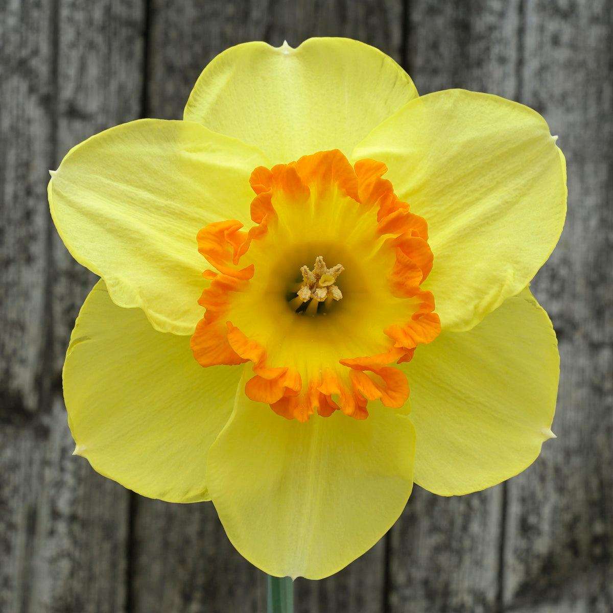 Fluwel Daffodil seedling F 732