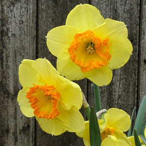 Fluwel Daffodil seedling F 732