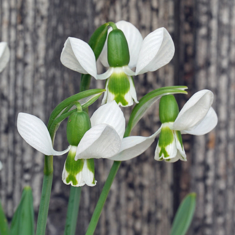 Galanthus