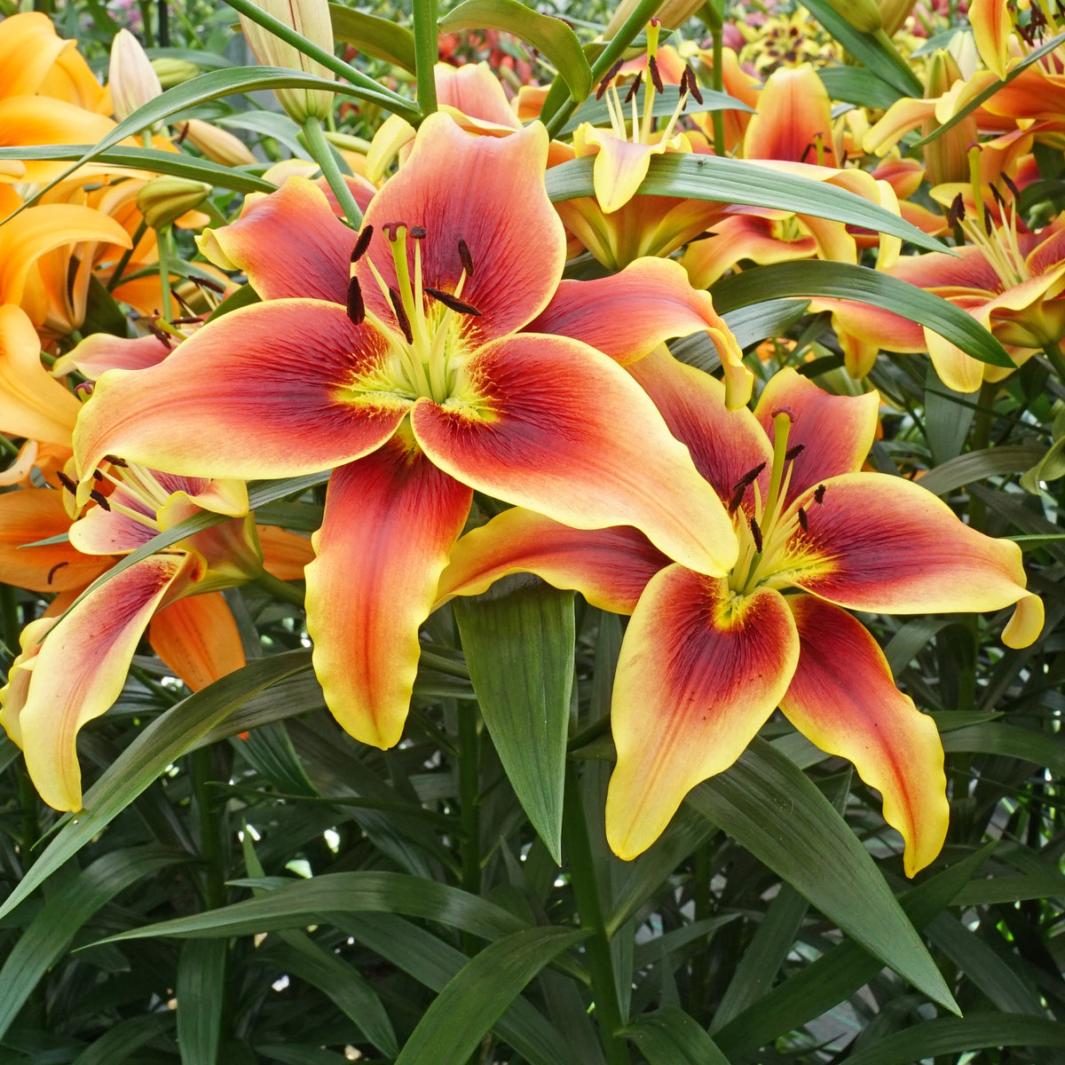 Lilium Avalon Sunset (OAO)