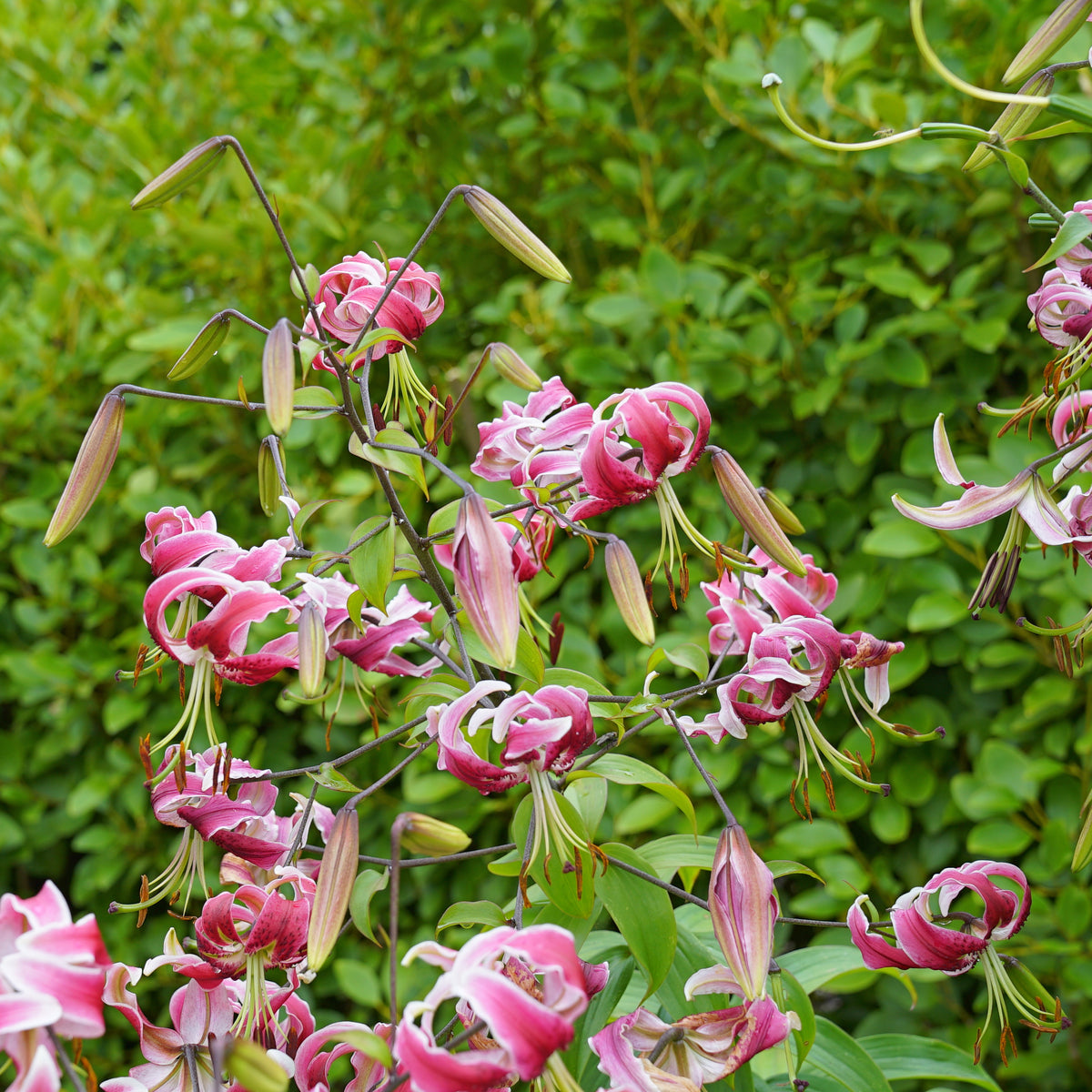 Lilium Black Beauty