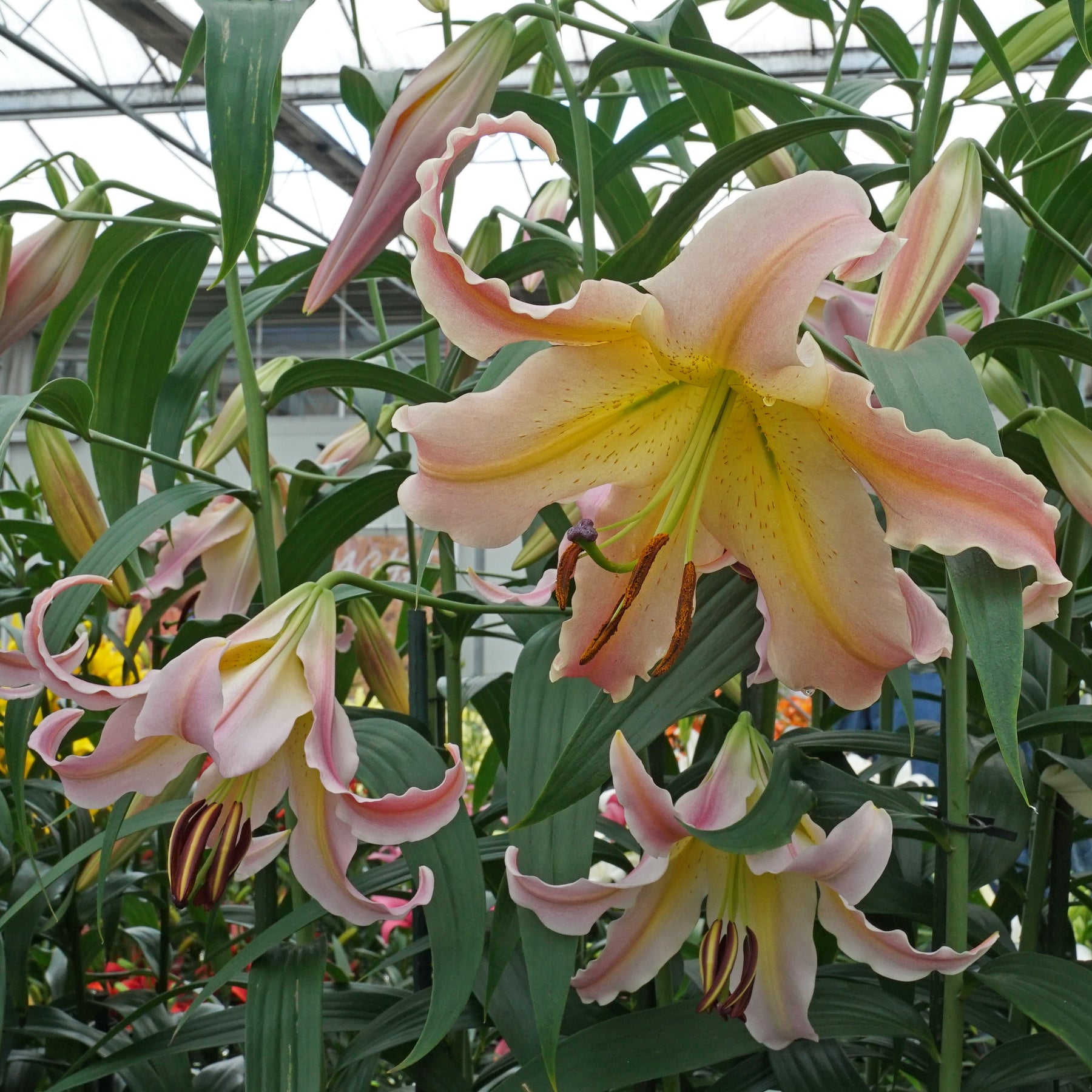 Lilium Elusive