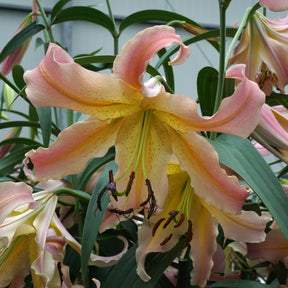 Lilium Elusive