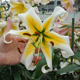 Lilium Mister Pistache