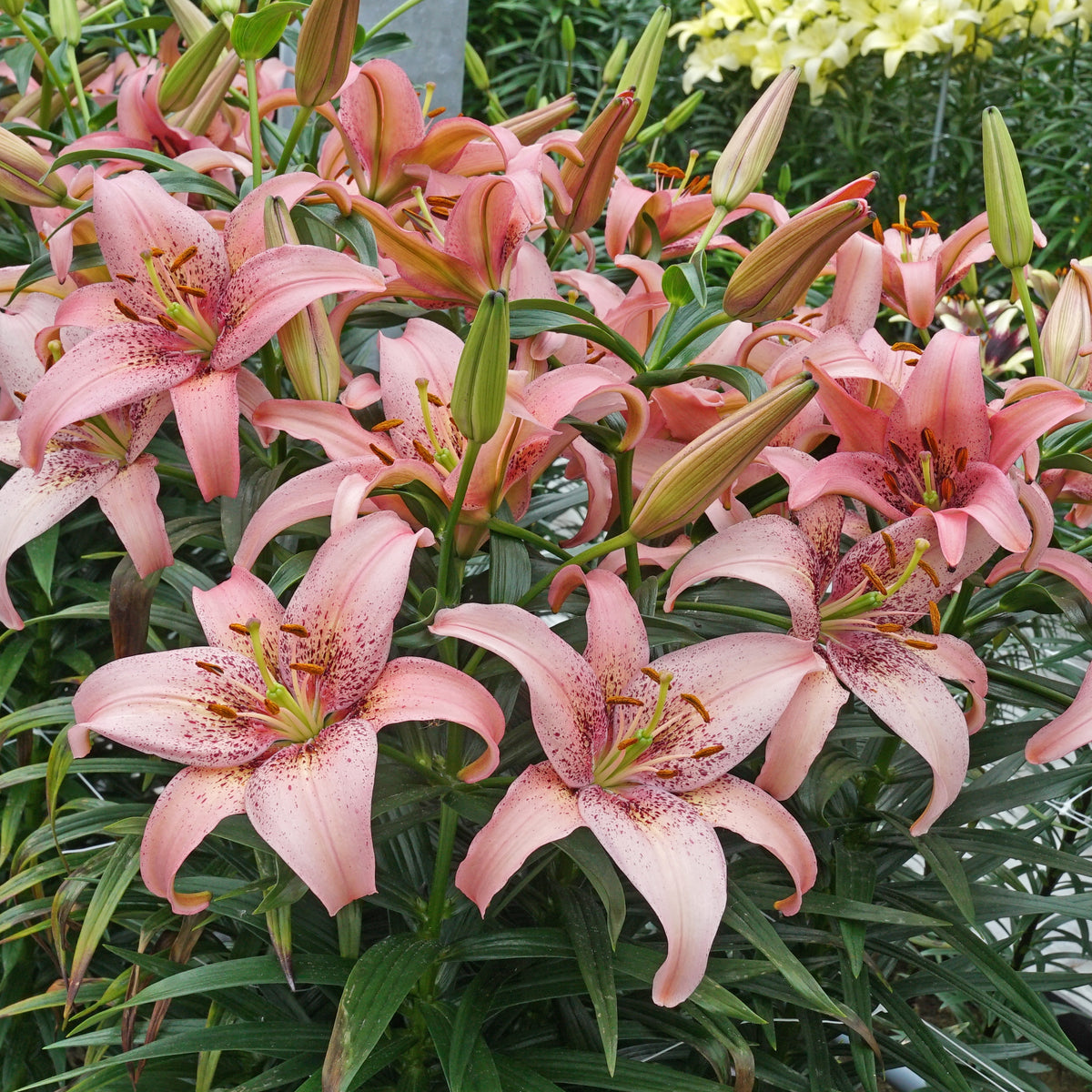 Lilium Morpho Pink