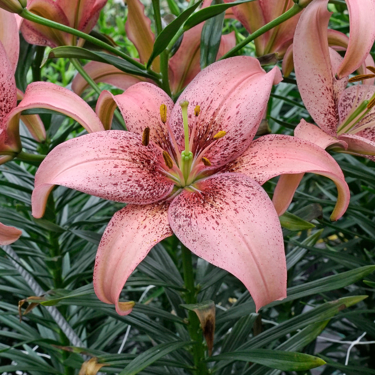 Lilium Morpho Pink