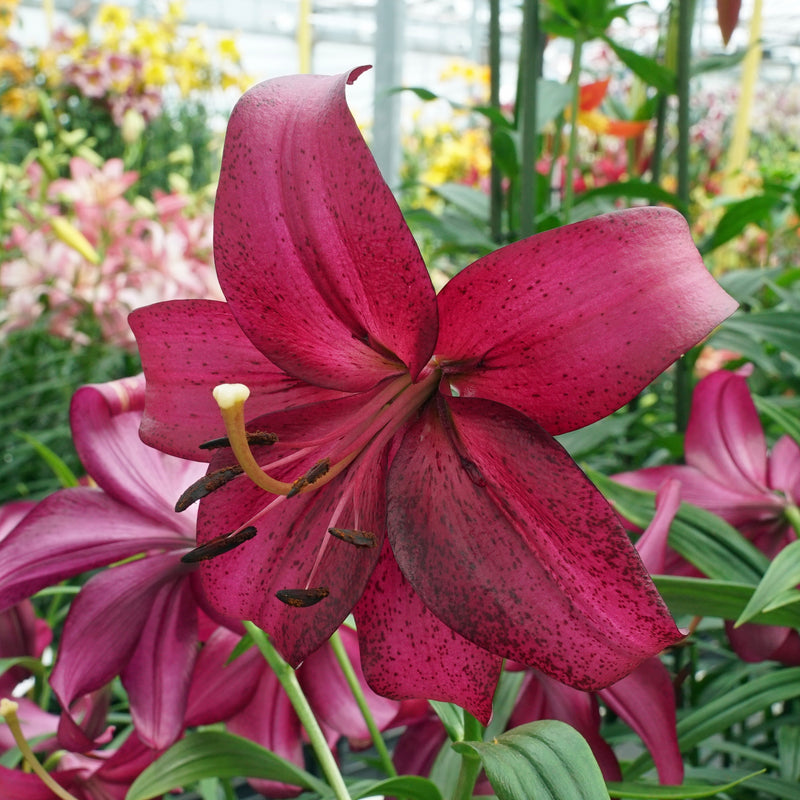 Lilies, buy beautiful lilies at Fluwel – Page 2