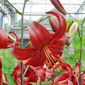 Lilium Red Velvet