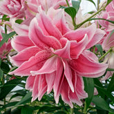 Lilium Roselily Isabella