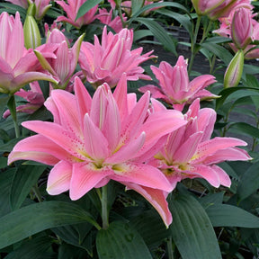 Lilium Roselily Patricia