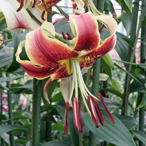 Lilium Scheherazade