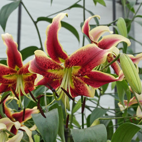 Lilium Scheherazade