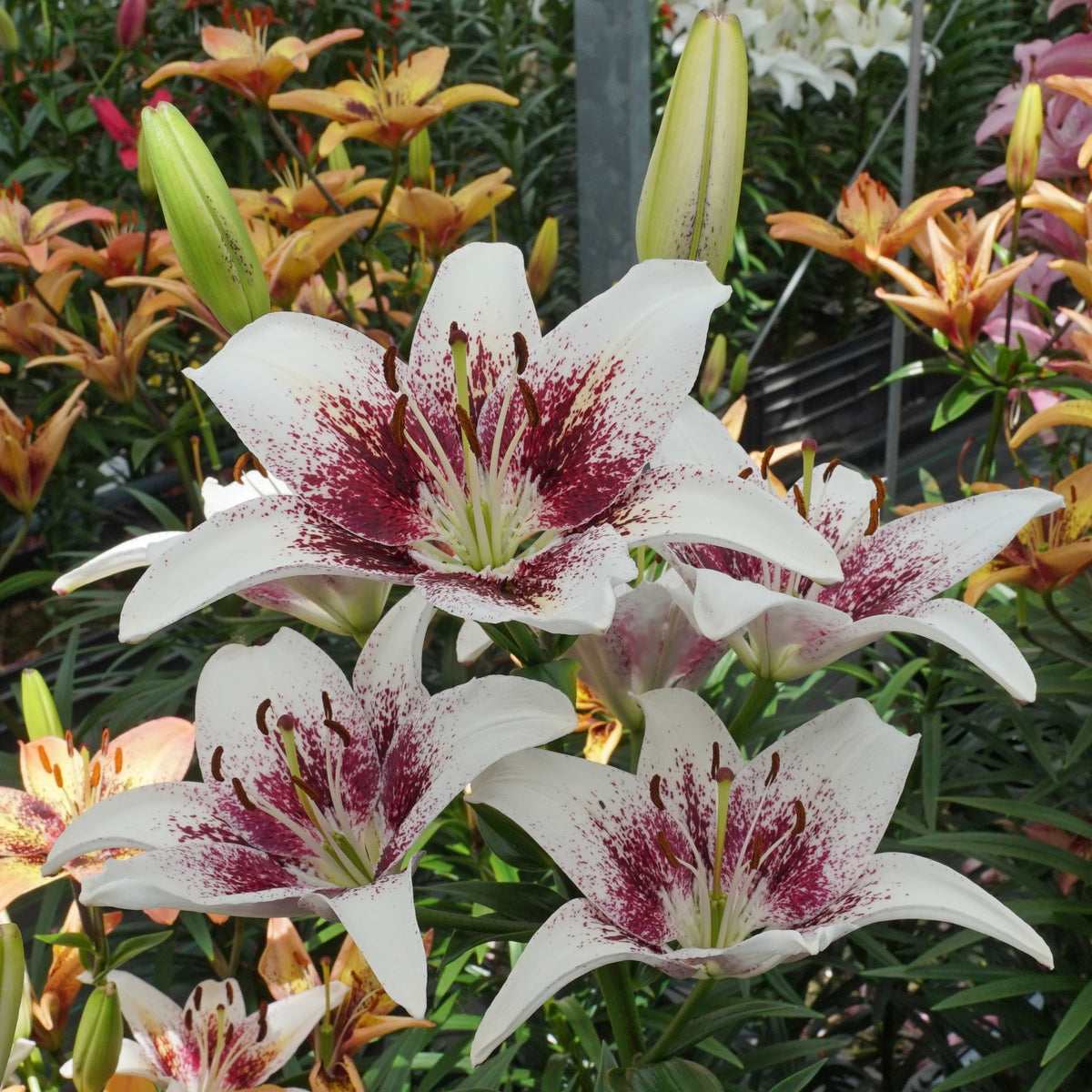 Lilium Tribal Kiss