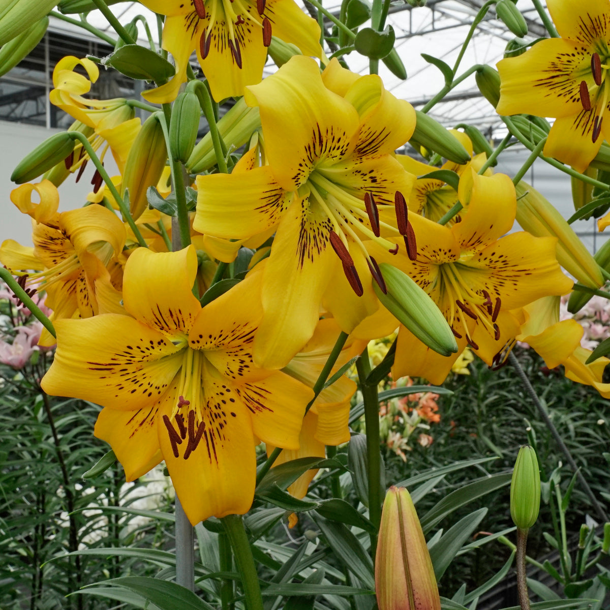 Lilium Yellow Bruse